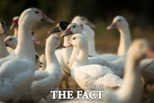 정읍 정우면 종오리농장서 조류인플루엔자 항원 검출