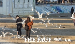 포항 영일대해수욕장 갈매기 먹이 주기 관광객들 볼거리