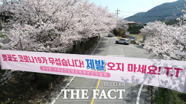추첨된 3,500명만 가능…코로나19로 올해도 벚꽃축제 취소 [TF사진관]