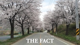 천안시, 벚꽃 군락지 대상 코로나19 안전대책 시행