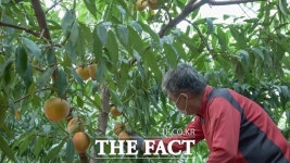 과일의 고장 충북 영동, 복숭아 출하 한창