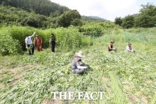 함양 천경원, 삼베짜기 전통 명맥 잇는다