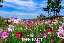 서산 천수만A지구 코스모스 만개...힐링공간으로 자리매김