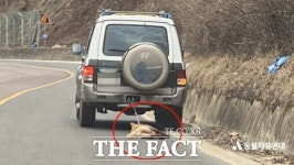 차에 개 매달고 운전한 60대 남성, 징역형 집행유예