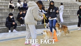 경북교육청 경북미래교육   ‘학교로 간 댕댕이’...찾아가는 반려동물 체험교실[TF사진관]