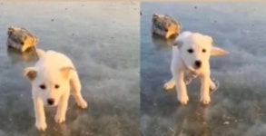 한겨울 빙판에 강아지 묶어둔 주인 황당 해명 말썽 피워 혼냈다