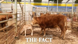 무주산 한우 전북에서 품질 제일 좋다