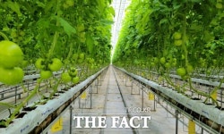 임실군, 임산부에 연간 48만원 상당 친환경 농산물 지원