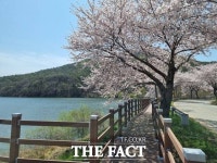 충남 덕산도립공원 벚꽃 ‘활짝’