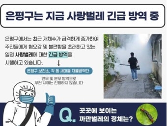 도심 대거 출몰한 '러브버그'에 경악…뭐길래