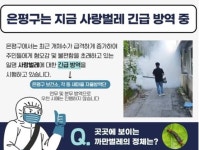 도심 대거 출몰한 러브버그에 경악…뭐길래