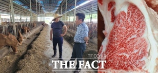 한우 kg당 3만8380원, 올 상반기  고령축산물공판장 최고 경락단가 기록