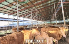 정읍시, 각종 재해·질병 대비 가축 재해 보험료 지원