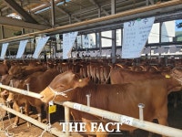 합천군, 우량암소 보유수 전국 1위… 10년 만에 처음