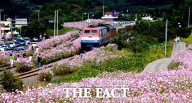 하동 북천 코스모스·메밀꽃 축제 개최…17일~10월 3일