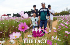 하늘길 아래 만개한 코스모스 [TF사진관]