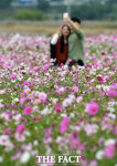 하늘길 아래 만개한 코스모스 [TF사진관]