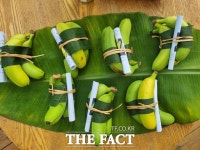 커피 키우다 천안산 바나나 출하에 성공한 천안 농장