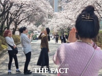 캠퍼스에 찾아온 벚꽃 선물에 모두가 활짝 [TF사진관]