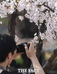 주말 절정 벚꽃놀이...어디로 구경 가볼까? [TF사진관]