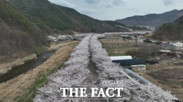 우리 꽃길 걸어요 제4회 무주 설천면 뒷작금 벚꽃축제 팡파르