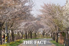 천안 올봄 ‘벚꽃엔딩’은 북면에서