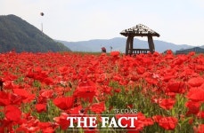 하동 북천 1억 송이 꽃양귀비 붉은 자태 드러내