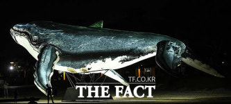 세종에 떠오른 혹등고래 [TF사진관]