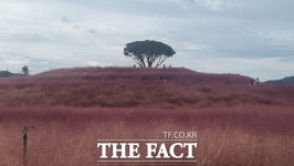 가을빛으로 물들다…대구·합천·태안[TF사진관]