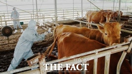 홍성 한우농가에서도 럼피스킨병 확진…18곳으로 늘어