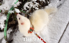 [개 말고 나 어때] 24시간 졸려…호기심 많은 귀염둥이 페럿