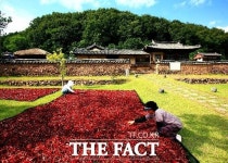 맛있게 매운 영양고추, 설 선물로도 딱