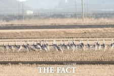 김포시 “재두루미 무리, 후평리 들녘 안착” [TF사진관]