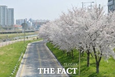 벚꽃 보고 음악으로 힐링…‘광주 서구 힐링음악제’