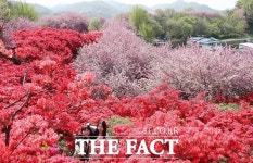 전주의 봄, 완산공원 꽃동산에서 만끽