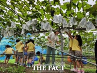 수원 과수농원으로 수확 체험하러 오세요...참가비 3000원