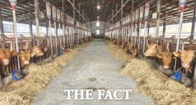 정읍시, 최고 품질 한우 육성…한우 산업에 16억 3220만 원 투입