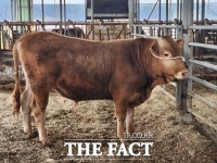 고창군 한우농가서 한우씨수소 선발…민간농가서 선발은 최초