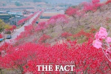 화사한 봄꽃으로 물든 충남으로 여행 오세요