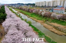 하얀 4월 펼쳐진 수원시…벚꽃 명소 5경