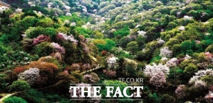 도시에서 보기 힘든 산벚꽃이 활짝…금산 보곡산골 산벚꽃축제