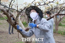 박경귀 아산시장, 음봉·둔포면 배 농가서 일손돕기