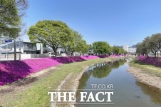 순창 양지천 꽃잔디로 재단장…새 관광명소 기대↑