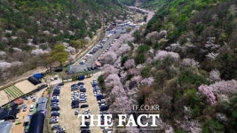 산벚꽃 자태에 푹…탄성 터진 금산 보곡산골 산벚꽃축제