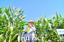 해풍 머금은 섬섬여수옥수수 제철 맞아 인기