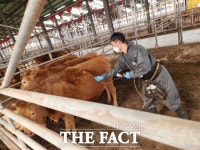 경기도, 추석 연휴기간 아프리카돼지열병·럼피스킨 방역 강화