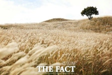 가을엔 은빛 억새가 장관 황매산 억새 축제, 10월 5~13일 황매산군립공원 일원