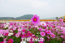 부여군, 구드래 억만 송이 코스모스로 관람객 유혹