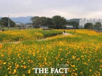 남양주시 부평생태습지원 황화코스모스 만개…방문객들 탄성