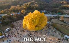 가을의 절정 황금빛 자태 반계리 은행나무 [TF사진관]